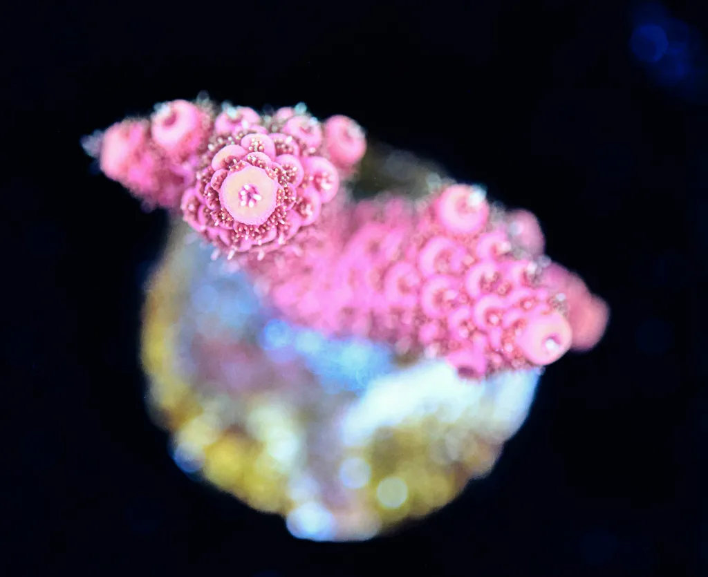 Frag Box Corals