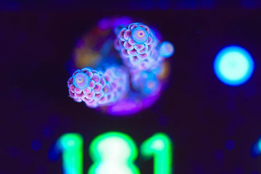 Frag Box Corals