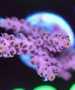 Wysiwyg  Acropora Frag [F184]