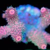 Wysiwyg Green Polyp Orange Acropora Millepora Frag [F185]