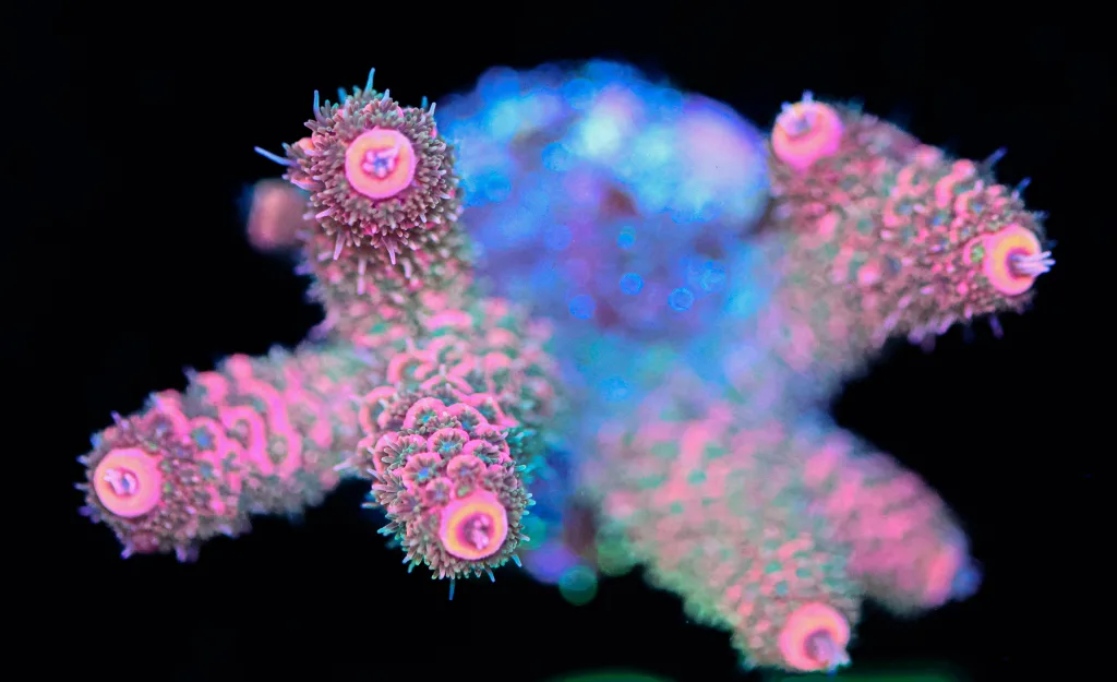 Frag Box Corals