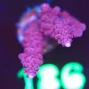 Wysiwyg Super Red Acropora Frag [F186]