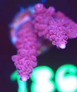 Wysiwyg  Super Red Acropora Frag  [F186]