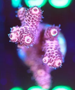 Wysiwyg Large Acropora Millepora  Frag  [F188]