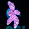 Wysiwyg Large Bubblegup Acropora Millepora Frag [F190]
