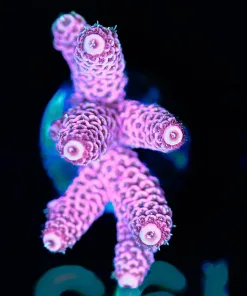 Wysiwyg   Large Bubblegup Acropora Millepora Frag [F190]