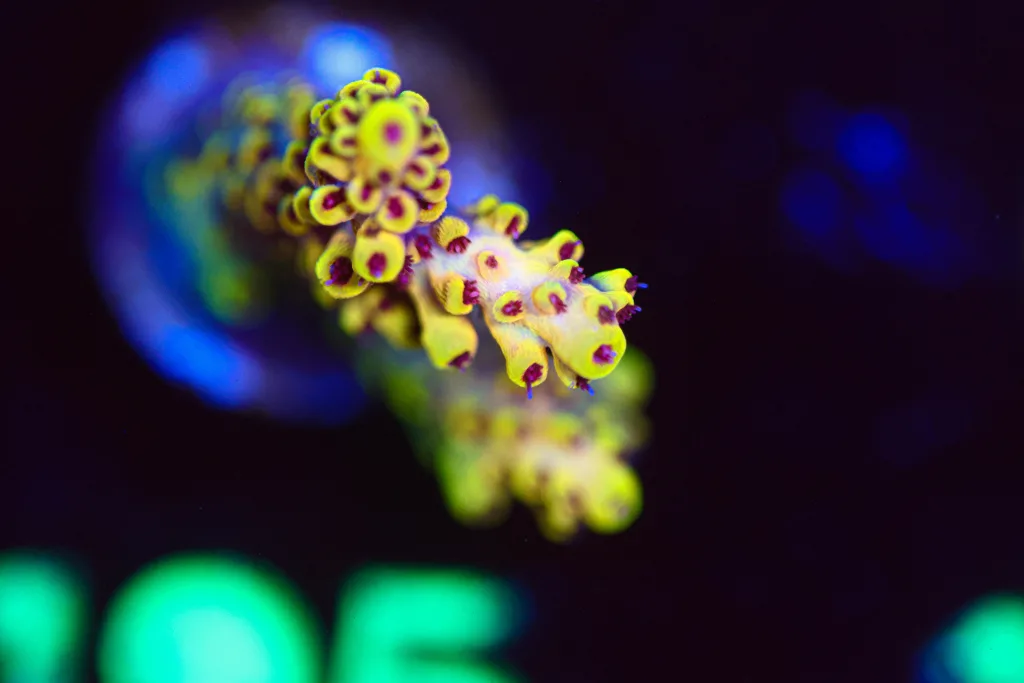 Frag Box Corals