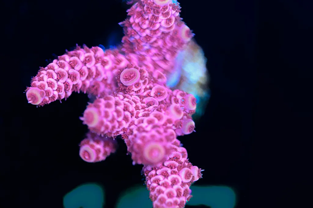 Frag Box Corals