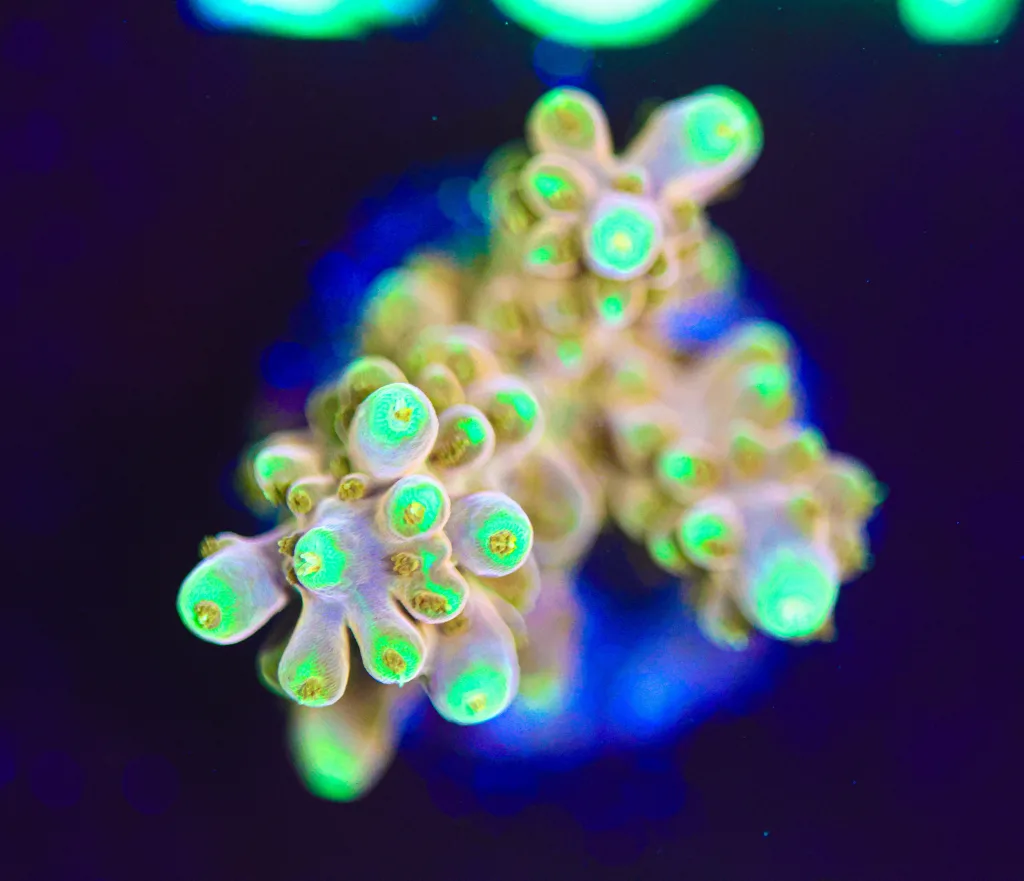 Frag Box Corals