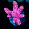 Wysiwyg Large Bubblegum Acropora Frag [F200]