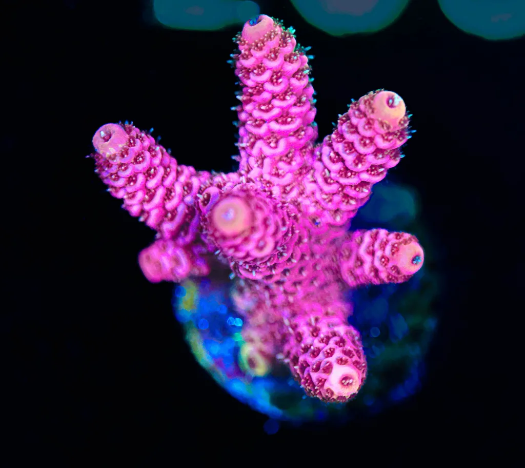 Frag Box Corals