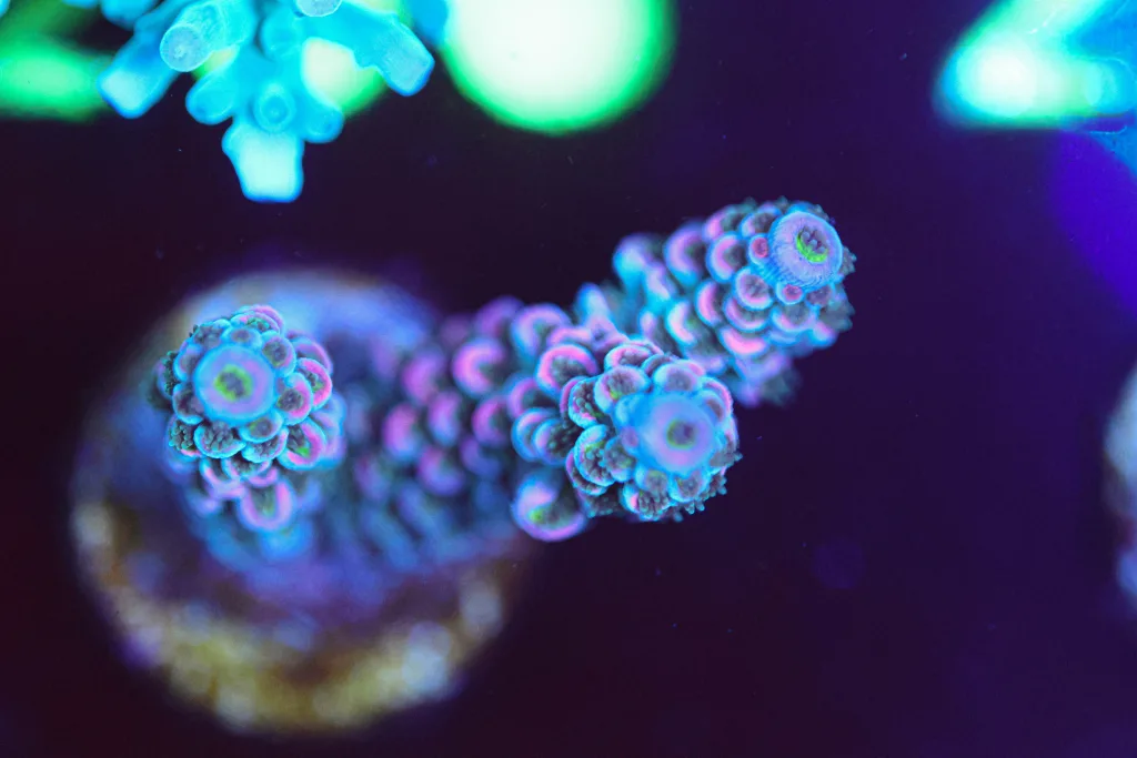 Frag Box Corals