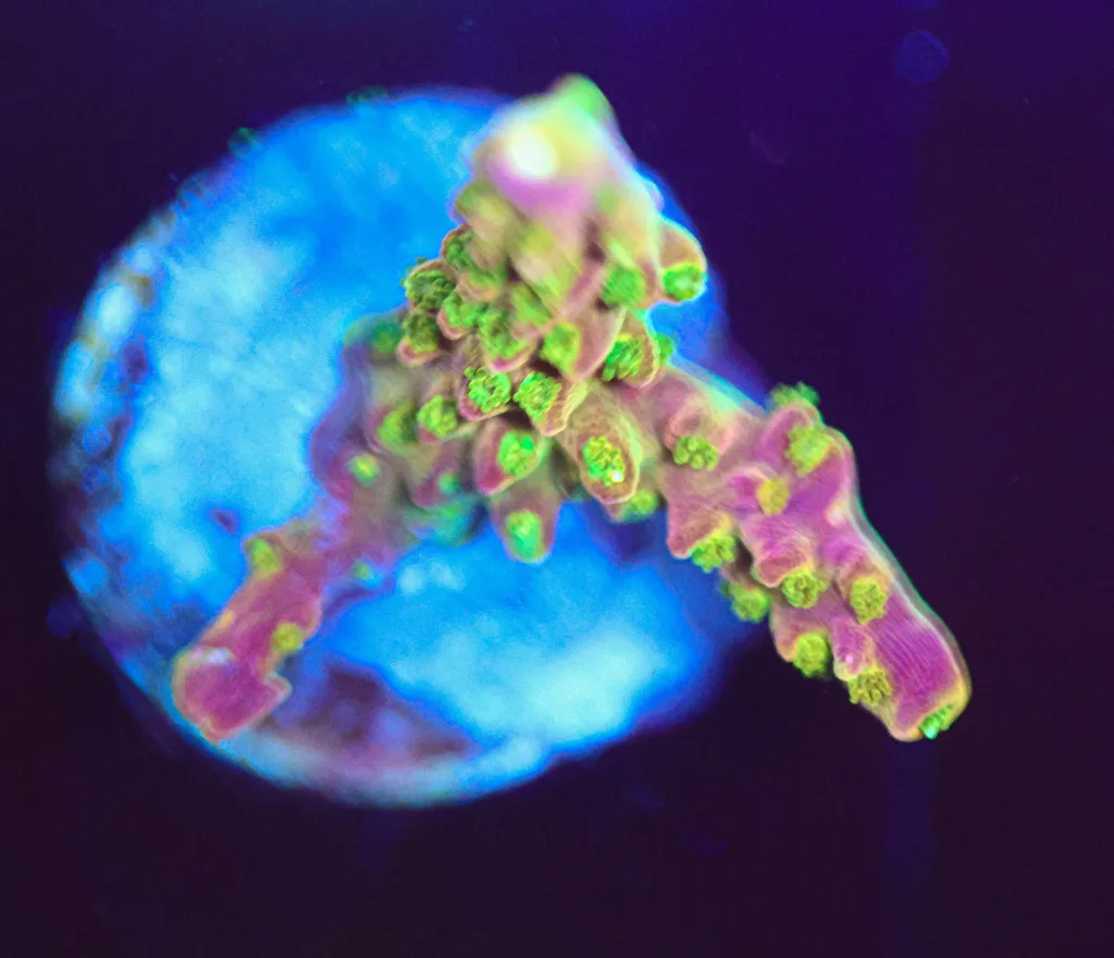 Frag Box Corals