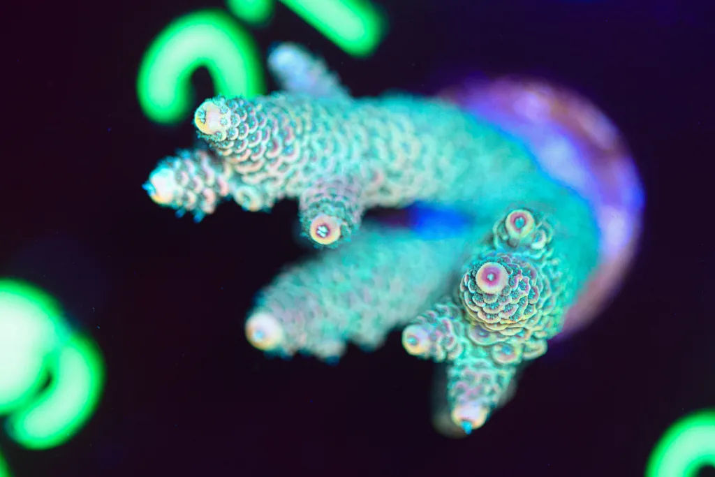 Frag Box Corals