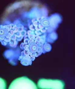 Wysiwyg Acropora Tenuis Frag [F207]