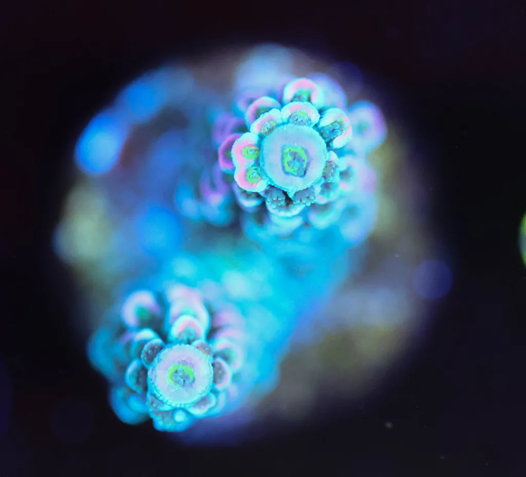 Frag Box Corals