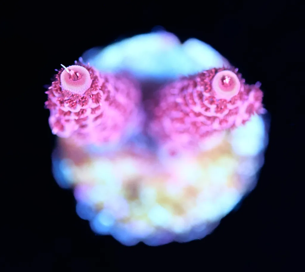 Frag Box Corals