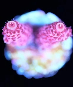Wysiwyg Acropora Frag  [F210]