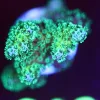 Wysiwyg Super Bright Spotlight Pocillipora Frag [F212]