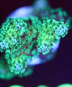 Wysiwyg Super Bright Spotlight Pocillipora Frag [F212]