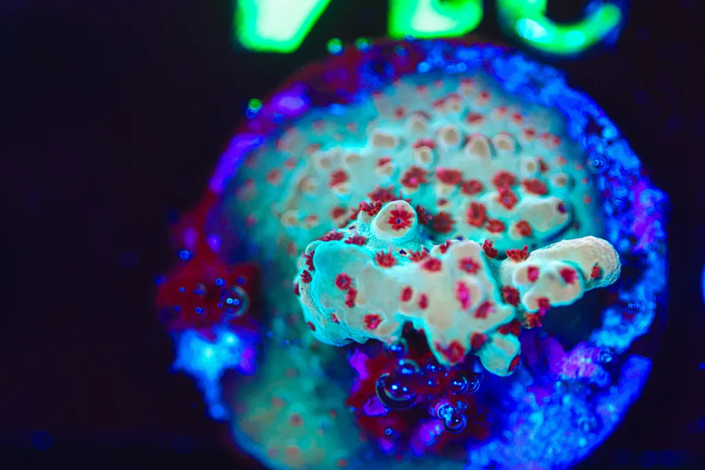 Frag Box Corals