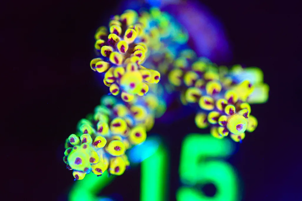 Frag Box Corals