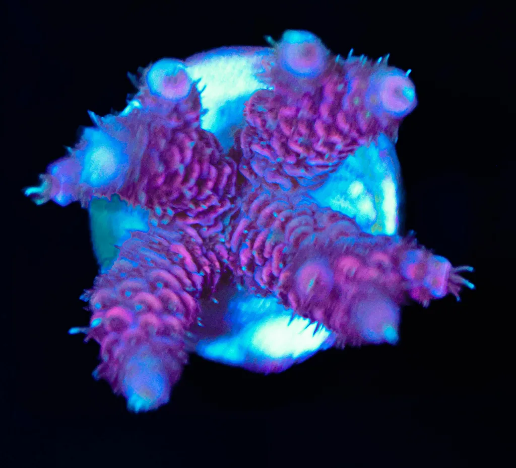 Frag Box Corals