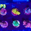 Wysiwyg 6 Piece Frag Pack Fp3