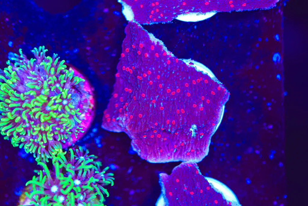 Frag Box Corals