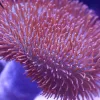 Wysiwyg Leather Coral (MV 2 – spot #1)