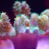 Wysiwyg Leather Coral (MV 2 – spot #2)