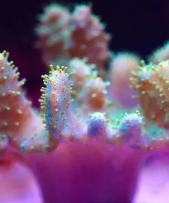 Wysiwyg Leather Coral (MV 2 – spot #2)