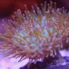 Wysiwyg Leather Coral (MV 2 – spot #3)