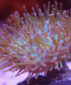 Wysiwyg Leather Coral (MV 2 – spot #3)