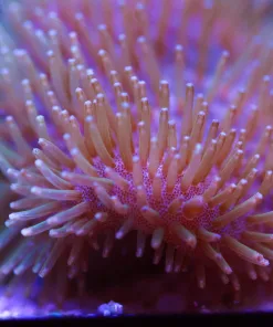 Wysiwyg Leather Coral (MV 2 – spot #4)