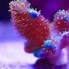 Wysiwyg Mini Leather Coral (MV 2 – spot #6)