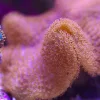 Wysiwyg Leather Coral (MV 2 – spot #7)