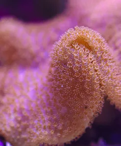 Wysiwyg Leather Coral (MV 2 – spot #7)