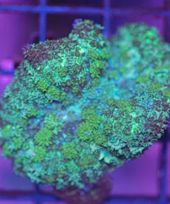 Wysiwyg Persian Rug Magic Mushroom * starting to bounce* (C101)