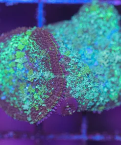 Wysiwyg 2x Persian Rug Magic Mushroom * starting to bounce* (C102)