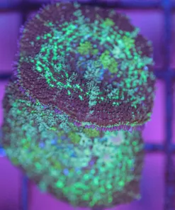 Wysiwyg 2x Persian Rug Magic Mushroom * starting to bounce*  (C111)