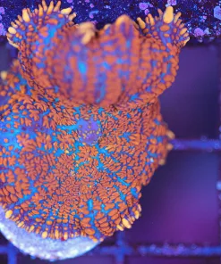 Wysiwyg Firestarter Mushroom Coral (C135)