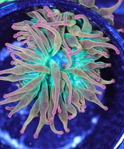 Wysiwyg Anemone (C134)