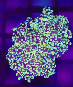 Wysiwyg Golden Octospawn Coral C2)