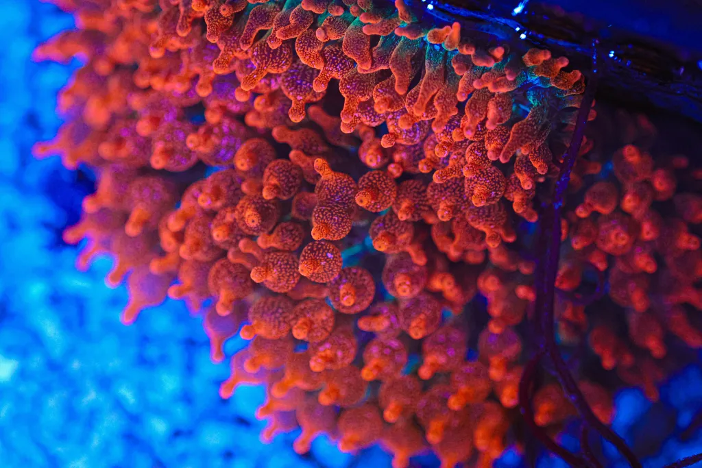 Frag Box Corals