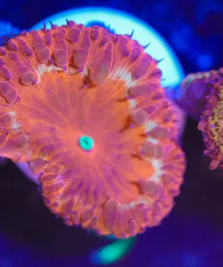 Wysiwyg Volcanoe Blastomussa Frag [F9]