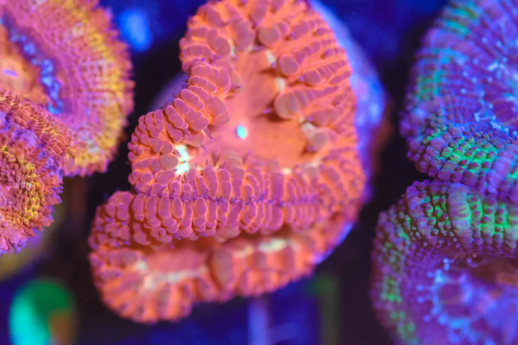 Frag Box Corals