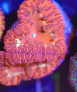 Wysiwyg Volcanoe Blastomussa Frag [F11]