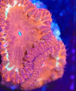 Wysiwyg Volcanoe Blastomussa Frag [F14]