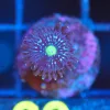 Wysiwyg Blue Constellation Zoa Frag [F69]